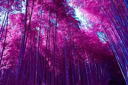 arashiyama bamboo grove, purple leaves, trees, forest, scenic, Nature, HD wallpaper