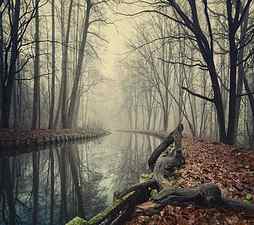Forest, autumn, foggy, nature, river, HD wallpaper