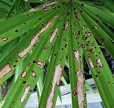 Leaf Spot Fungal Disease on a Fan Palm