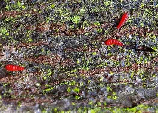 Thrips Feeding On Fungi Of Dead and Dying Plants