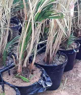 Rot fungus disease on palm stems