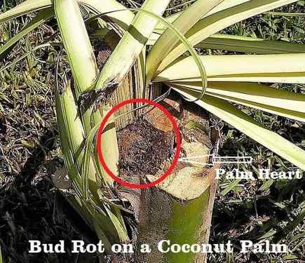 Bud rot killed a coconut palm tree