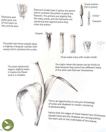 How to Make a Flower Drawing 5 Easy Steps The Graphics Fairy