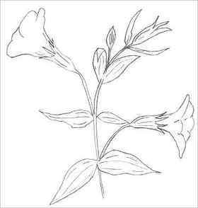 Easy Flower Sketch Simple Flower Sketch Png PNG Image Transparent PNG Free Download on SeekPNG