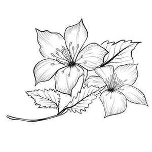 Flowers Drawing 54 Png Easy Flower Drawings In Pencil Step By Step Transparent Png Transparent Png Image PNGitem