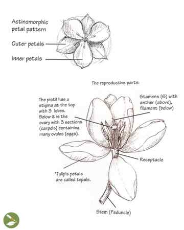 How to draw flowers for beginners Artist Hue