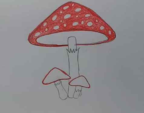 Mushroom drawing