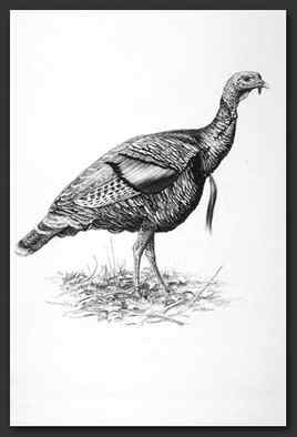Turkey Bird Drawing Skill