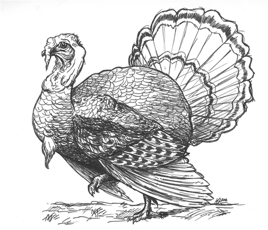 12400 Hand Turkey Drawing Stock Photos Pictures RoyaltyFree Images iStock Thanksgiving Wishbone Thanksgiving turkey