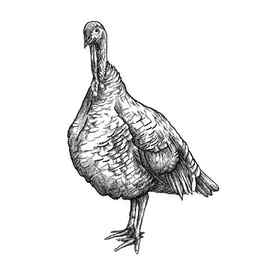 Wild Turkey drawing by HarrieV on DeviantArt