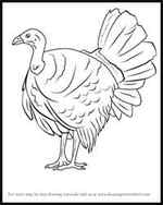 How to draw a turkey Step by step Drawing tutorials
