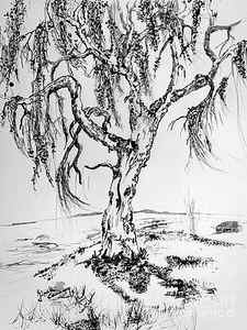 Wall Art - Drawing - Weeping Willow Tree Ink Drawings by Ginette Callaway