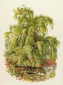 Wall Art - Drawing - A Weeping Willow Date Circa by Mary Evans Picture Library