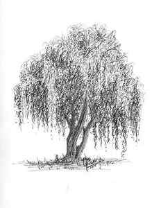 Wall Art - Drawing - Weeping willow tree by Swati Singh