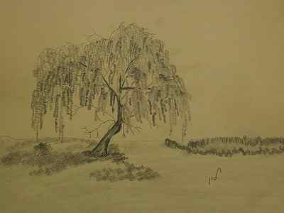 Wall Art - Drawing - Weeping Willow by Maria Woithofer