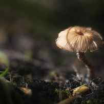 Sunlit Mushroom by Scott Norris