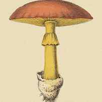 Mushroom by CSA Images