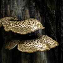 Dryads Saddle Fungi by Tom Mc Nemar