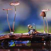 Small Mushrooms Toadstools Macro by Kichigin