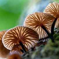 Tiny Backlit Fungi Growing On A Tree by Bill Gozansky