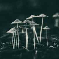 Fanciful Fungus by Tom Mc Nemar