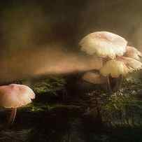 Magic Mushrooms by Scott Norris