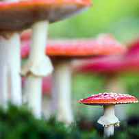 Amanita Muscaria A Poisonous Mushroom by Sindlera