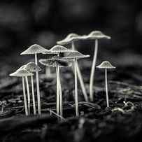 Fanciful Fungus-2 by Tom Mc Nemar
