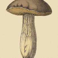 Mushroom by CSA Images
