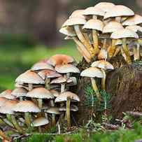 Sulphur Tuft A Poisonous Mushroom by Matauw