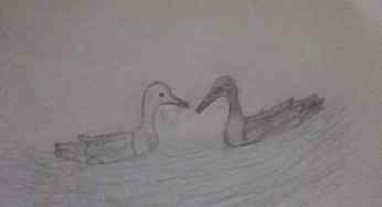 Two duck friends by Kaya Nikita