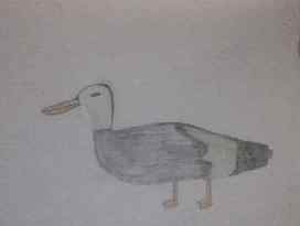 Mallard duck by Kaya Nikita