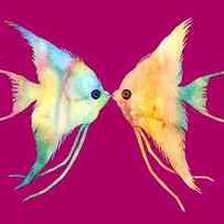 Angelfish Kissing by Hailey E Herrera