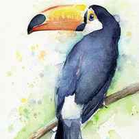 Toucan Watercolor by Olga Shvartsur