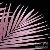 Pink Palm by Mindy Sommers