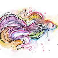 Betta Fish Watercolor by Olga Shvartsur