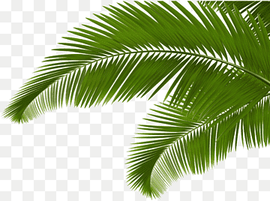 Palm branch Arecaceae Leaf Frond, Green coconut leaves, green palm leaves, watercolor Leaves, painted, hand png thumbnail