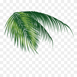 Coconut Leaf, Coconut leaves, palm tree leaves artwork, watercolor Leaves, computer Wallpaper, grass png thumbnail