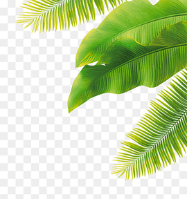 Fruit Flower, green leaves, green banana leaves and coconut tree leaves, watercolor Leaves, leaf, grass png thumbnail