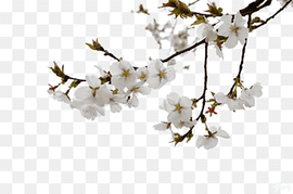 white blossoms, National Cherry Blossom Festival, Cherry tree branches, watercolor Painting, tree Branch, branch png thumbnail