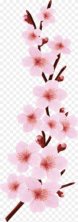 Pink flowers Blossom Drawing, Cherry design, flower Arranging, branch, happy Birthday Vector Images png thumbnail