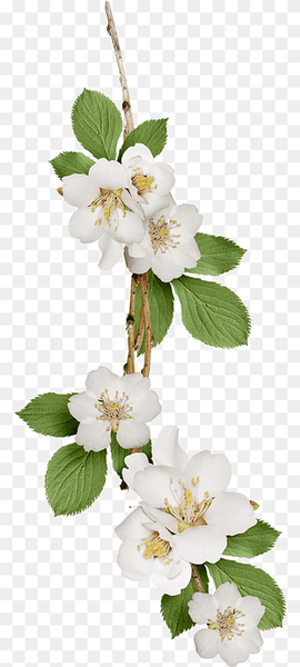 white flowers art, Flower, White Pear, flower Arranging, white, black White png thumbnail
