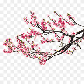 pink flowers in tree branch, Cherry blossom Pink Peach blossom, Peach blossom, branch, twig, flower png thumbnail