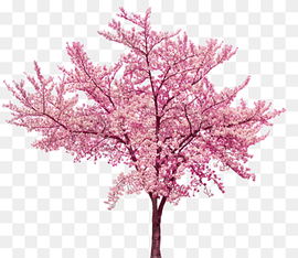 cherry blossom tree, Cherry blossom Cerasus, Beautiful cherry tree, tree Branch, branch, palm Tree png thumbnail