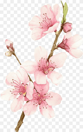 pink petaled flowers painting, Cherry blossom Watercolor painting Drawing, painting, branch, twig, flower png thumbnail
