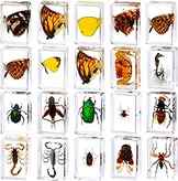 Sponsored Ad - 20 Pcs Insect in Resin Bug Preserved Specimen Collection Paperweights Resin Insects Various Insect Specimen. 