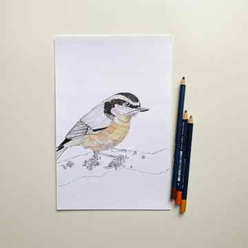 Bird sketch with Goldfaber Color Pencils