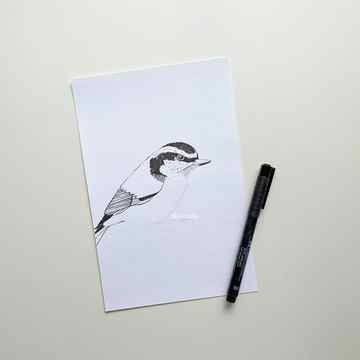 Bird sketch with Pitt Artist Pen