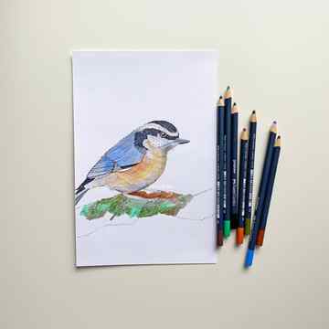 Bird sketch with Goldfaber Color Pencils