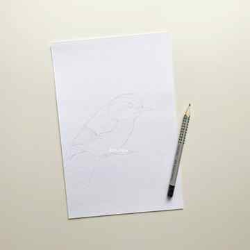 Bird sketch with graphite pencil